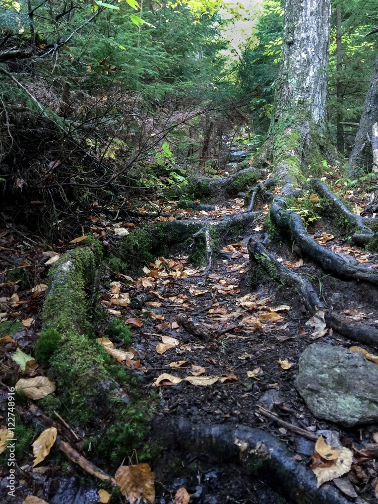 Fototapeta premium Rooted in trail