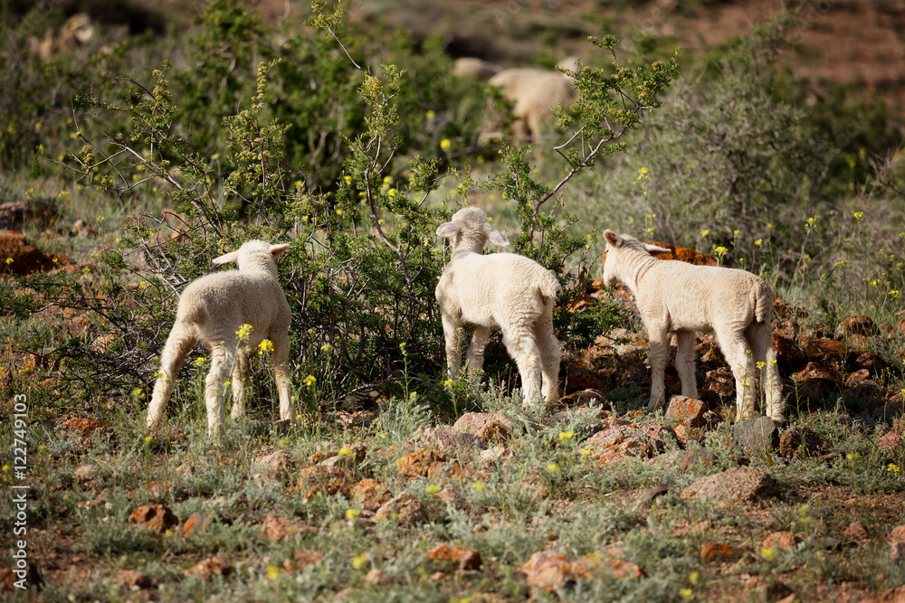 Lambs in spring desert mountains Lambs in spring desert mountains