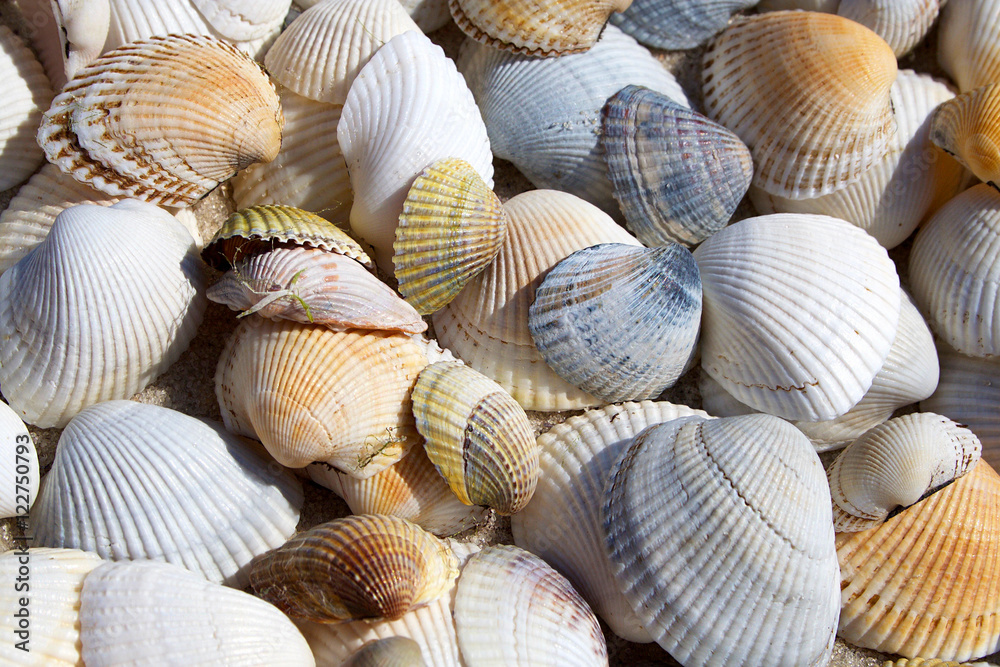 Background of seashells Background of seashells
