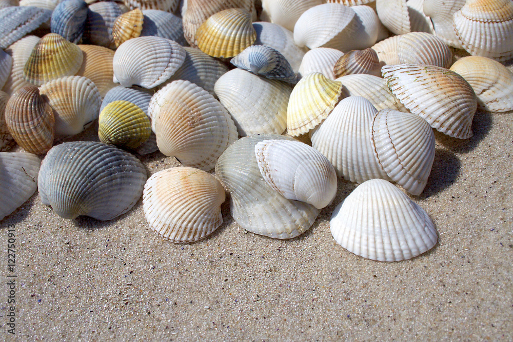 Background of seashells
