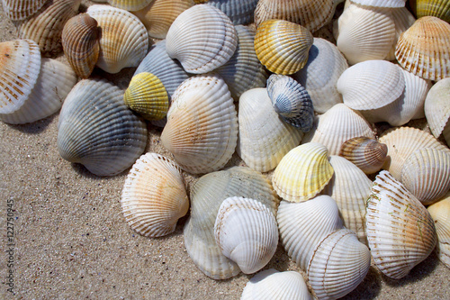 Background of seashells