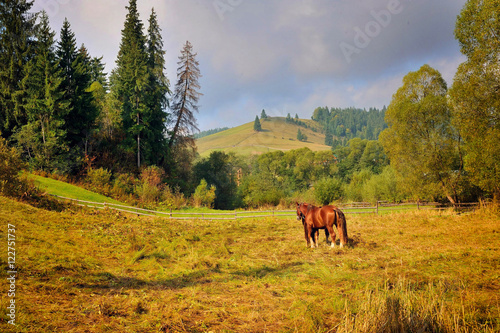 Grazing horse on mountain pasture. Beautiful mountain landscape.