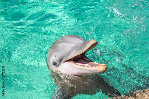 A cute laughing dolphin in the water.
