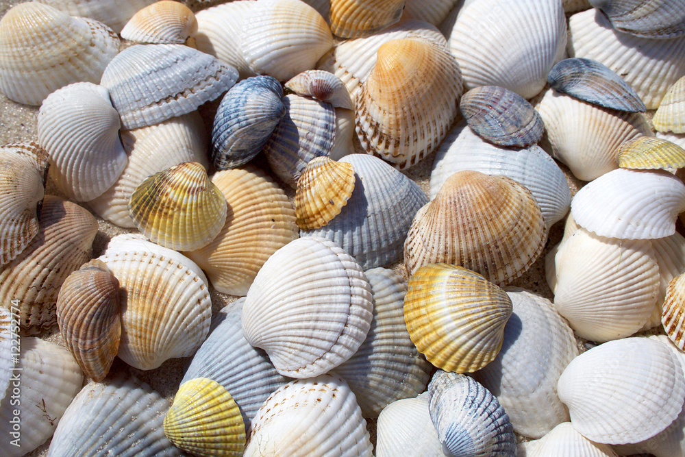 Background of seashells