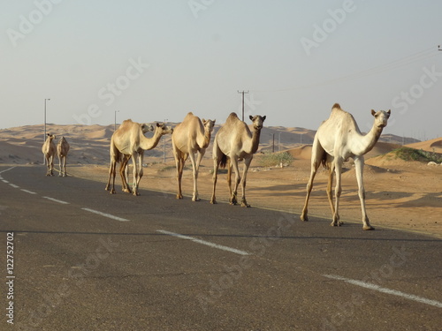 Camel marching in the road