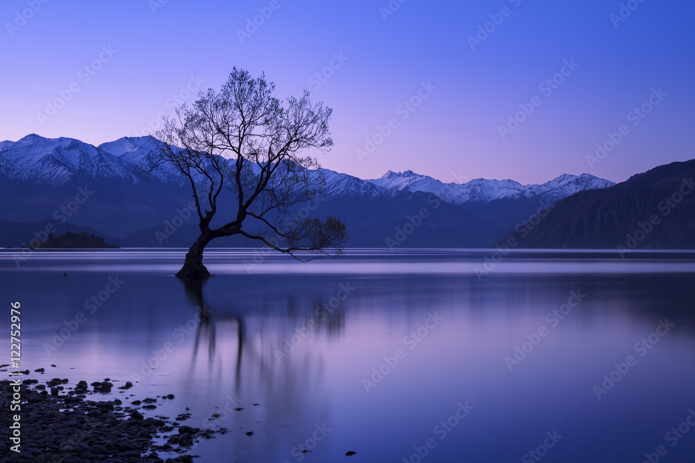 Wanaka tree in New Zealand