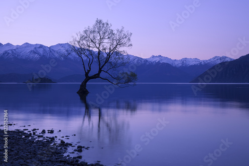 Wanaka tree in New Zealand