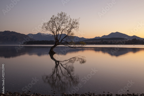Wanaka tree in sunrise, New Zealand © nopparatk