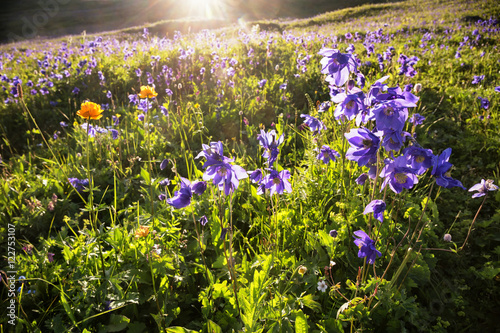 Billede på lærred Wild blue flowers named aquilegia alpina in mountains