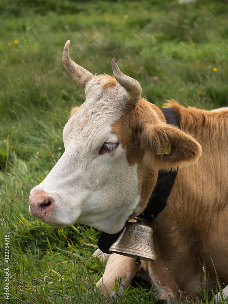 detalle de típica vaca suiza y su cencerro en Männlichen, Suiza, en el  verano de 2016 OLYMPUS DIGITAL CAMERA Stock Photo | Adobe Stock