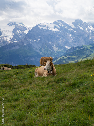 Paisaje alpino en Männlichen, Suiza, rodeado de vacas con sus cencerros típicos en el verano de 2016 OLYMPUS DIGITAL CAMERA