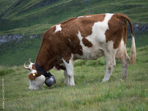 Paisaje alpino en Männlichen, Suiza, rodeado de vacas con sus cencerros típicos en el verano de 2016 OLYMPUS DIGITAL CAMERA