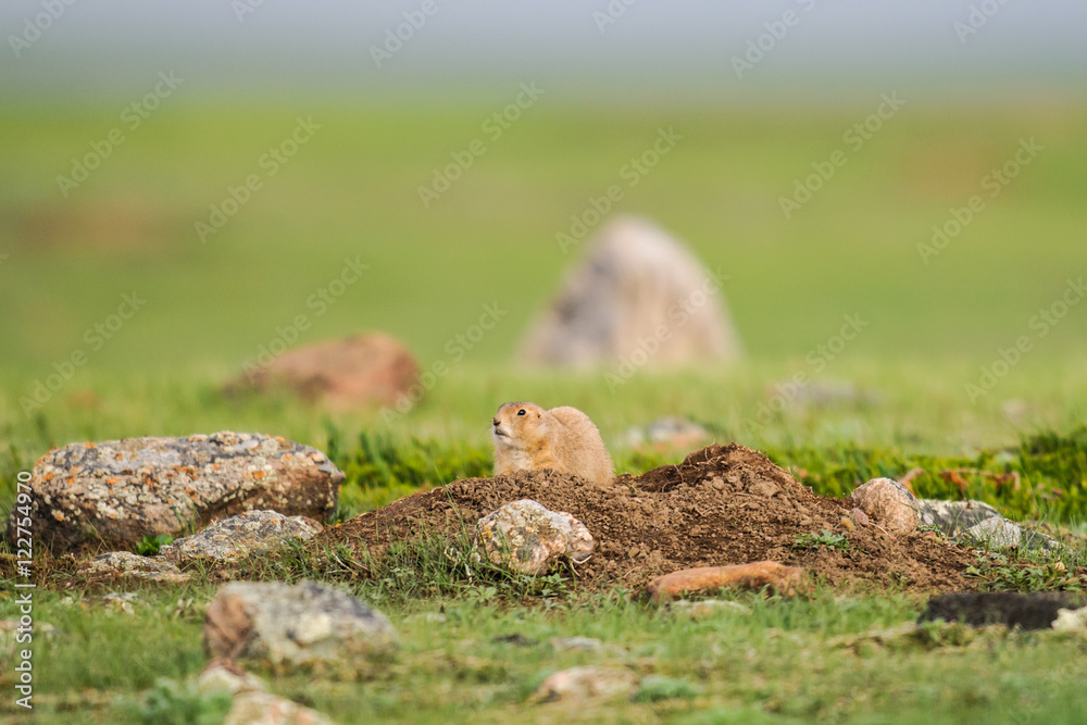 Black-tailed Prairie Dog (Cynomys ludovicianus) Black-tailed Prairie Dog (Cynomys ludovicianus)