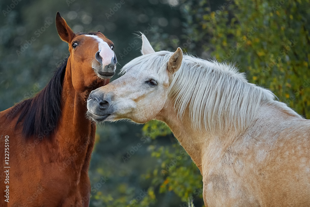 Fototapeta premium Horse love and tenderness