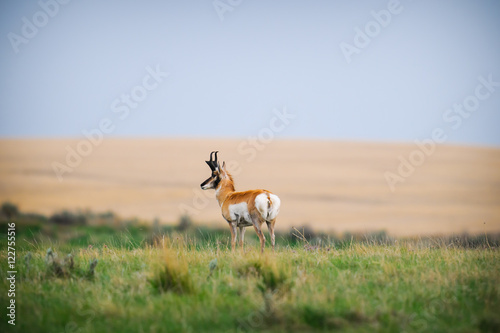 Pronghorn (Antilocapra americana)