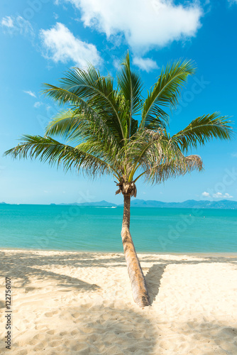 palm at sand beach of Samui island Thailand