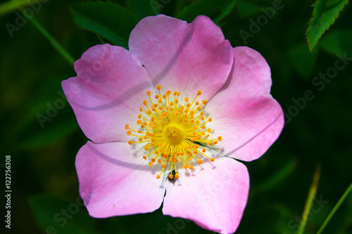Pink wild rose flower with insect.