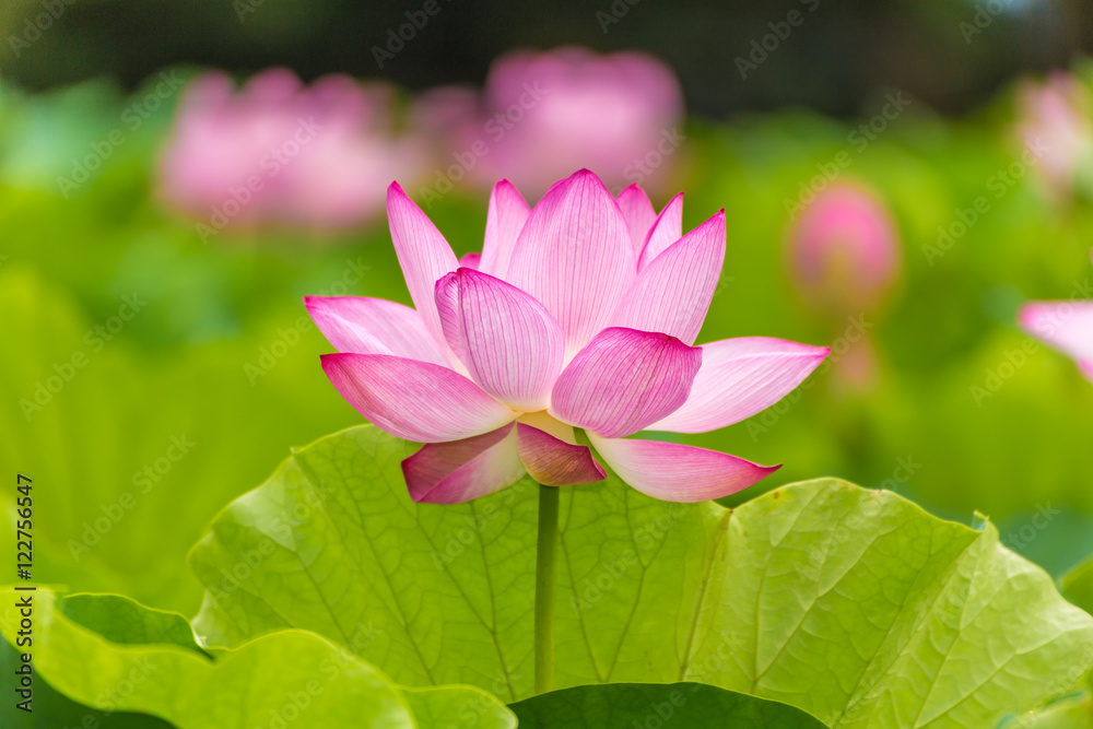 The Lotus Flower.Background is the lotus leaf and lotus flower and lotus bud and tree.