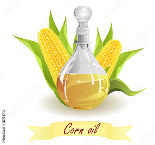 Corn (maize) oil. Hand drawn vector illustration of glass jug with oil and corn cobs on white background.