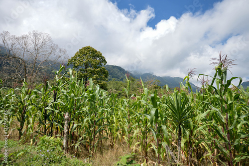 Green corn field in the highlands of western Honduras by the Santa Barbara National Park
