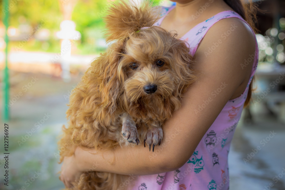 woman holding Poodle brown dog woman holding Poodle brown dog