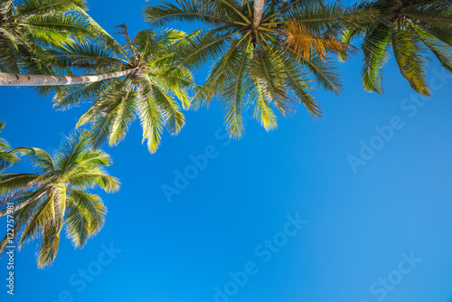 Tropical beach background from Anda beach Bohol island with coco