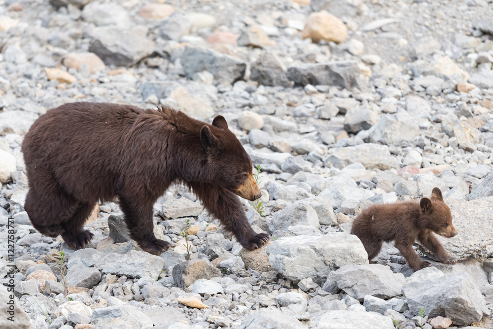 Fototapeta premium Black Bear Family