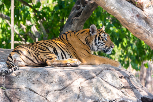 Siberian tiger at Safari World  Bangkok Thailand