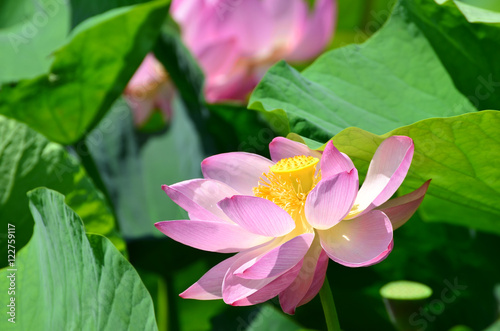Lotus flower and Lotus flower plants in the pond