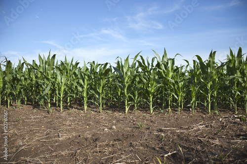 Young corn plants in a Minnesota field