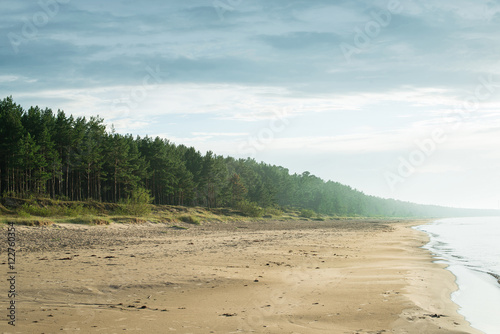 Baltic sea beach with pine forest on shore