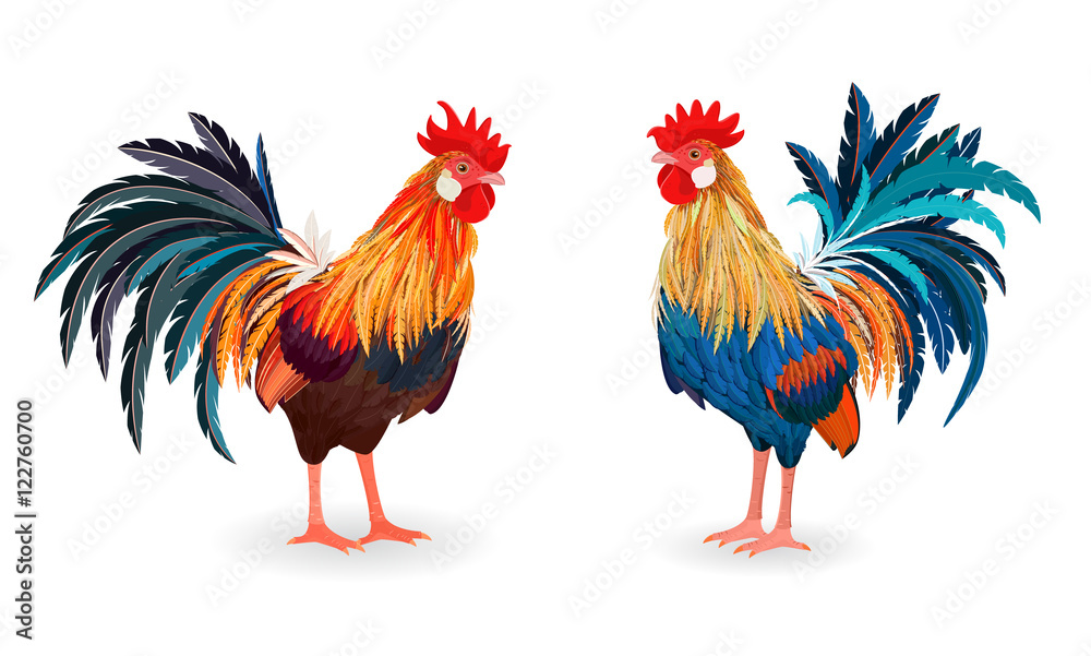 Fototapeta premium collection of detailed lovely roosters for your design