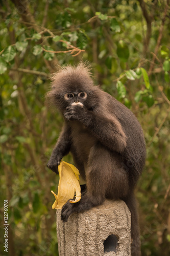 Photography Spectacled langur thailand
