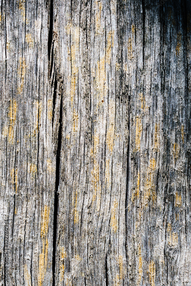 Old dry, weathered boards, covered with lichen. Old dry, weathered boards, covered with lichen.