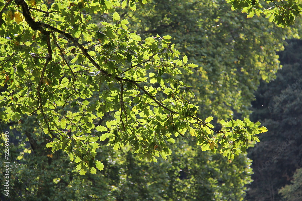 Fototapeta premium Green leaves in sunlight