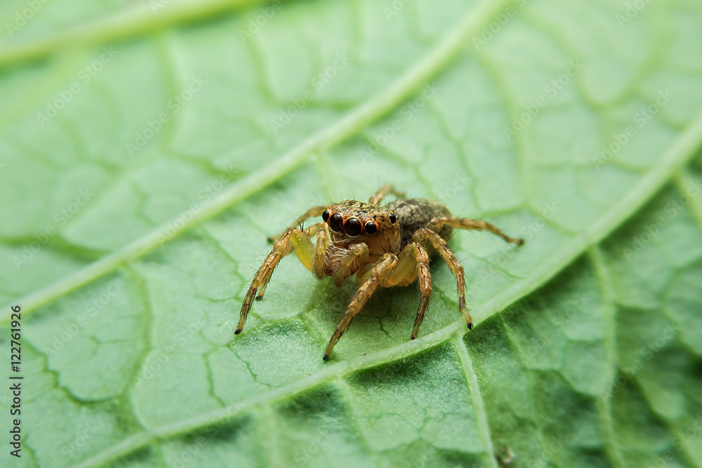 Jumping spider Jumping spider