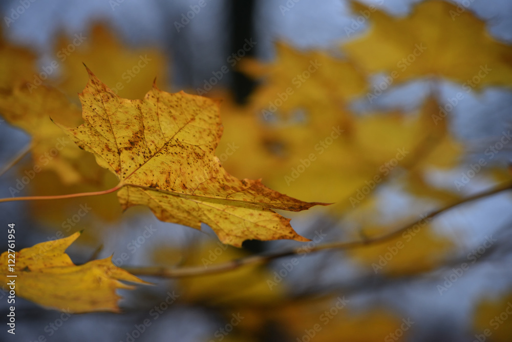 Leaves displaying their autumn colours Leaves displaying their autumn colours