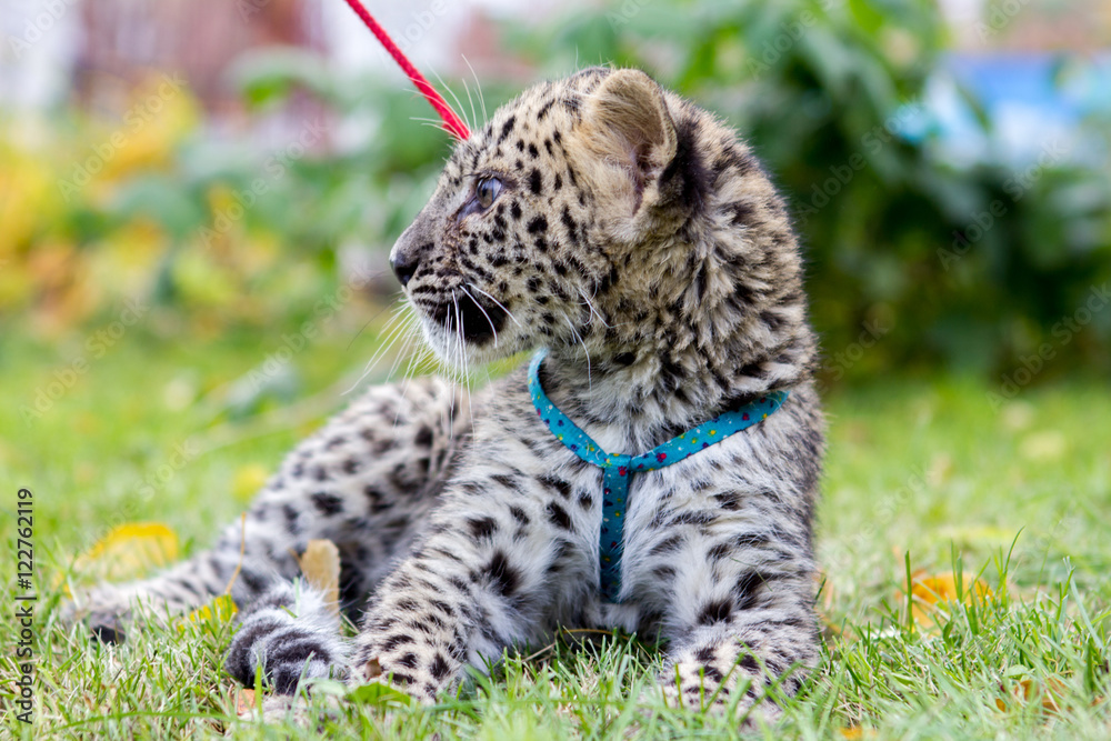 Obraz premium Little leopard