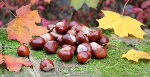 kastanien und blätter im herbst photo