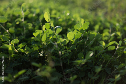 Plant leaves shadows background