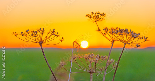Fototapeta Naklejka Na Ścianę i Meble -  Wild flowers in the light of sunrise in autumn