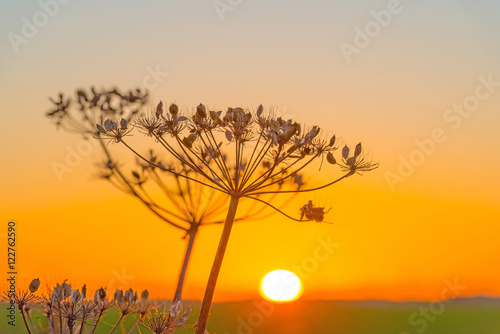 Wild flowers in the light of sunrise in autumn © Naj