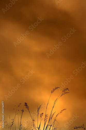 Silhouettes d'herbes folles au crépuscule. © lemélangedesgenres
