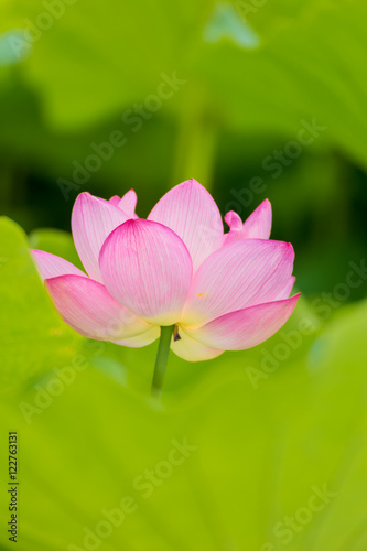 The Lotus Flower.Background is the lotus leaf.