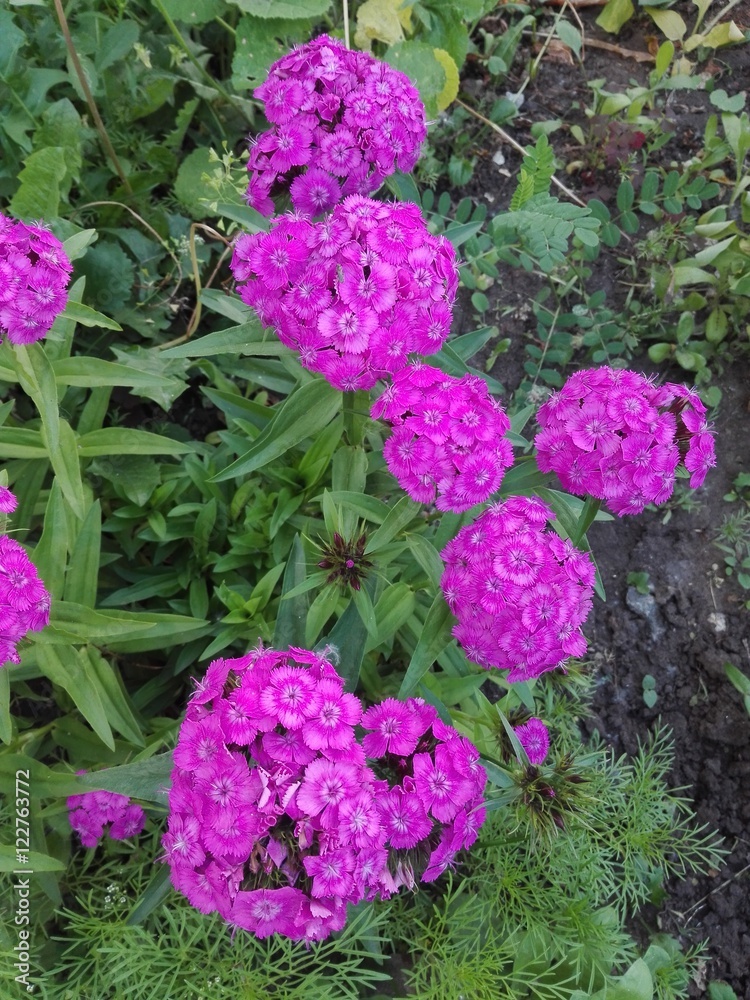 blossomed spring flowers in the woods in rose red color blossomed spring flowers in the woods in rose red color