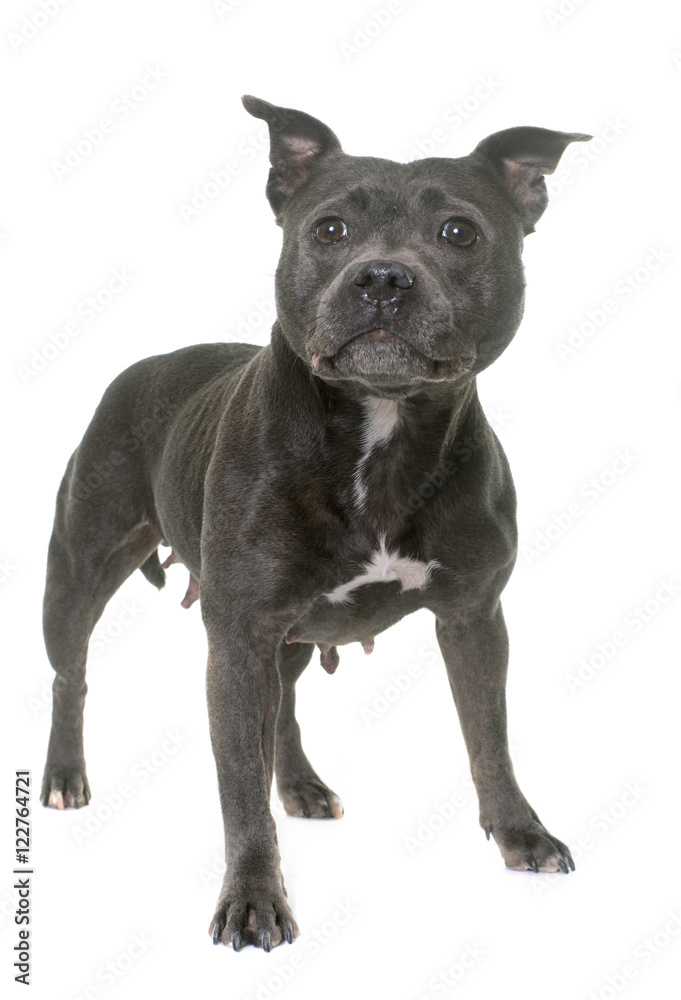 staffordshire bull terrier