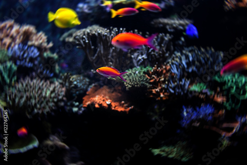 Aquarium fish in Singapore