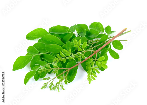 Moringa leaf photo
