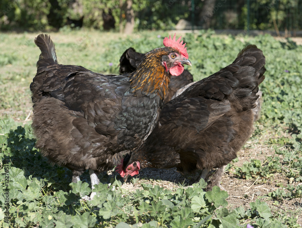 Fototapeta premium marans chicken in garden