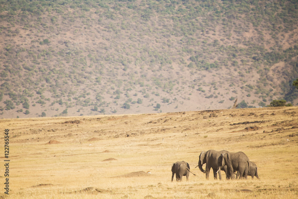 family of elephants in Masai Mara Kenya family of elephants in Masai Mara Kenya